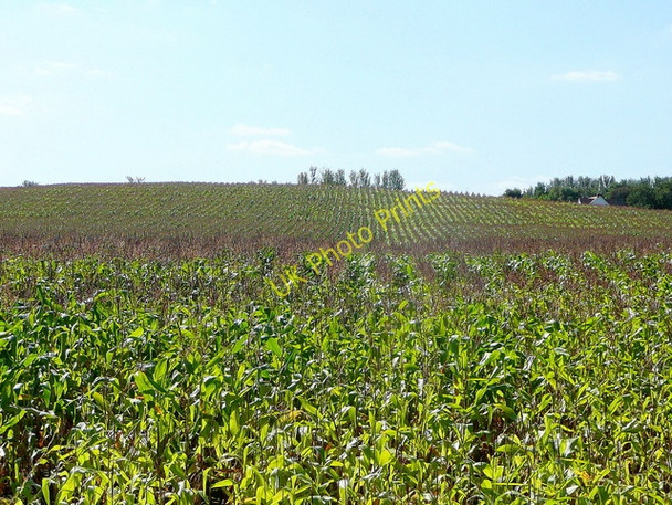Photo 6"x4" Maize in the knoll Grafton\/SO9837 c2009