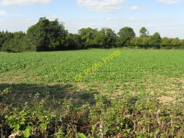 Photo 6"x4" Field Near Busk Coppice Sapey Common c2009