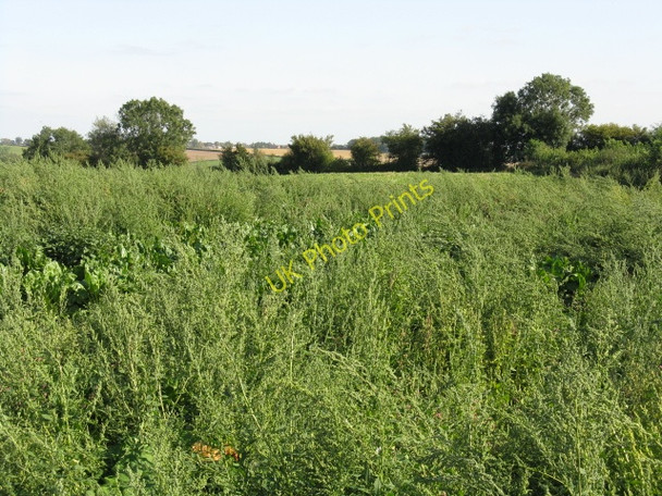 Photo 6"x4" Wasteground At The County Boundary Harpley\/SO6861 c2009