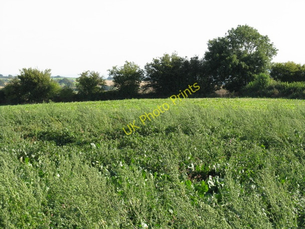 Photo 6"x4" Field Above Upper Sapey Harpley\/SO6861 c2009