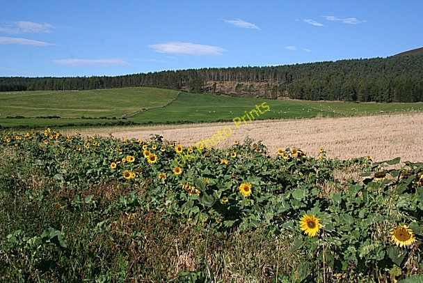Photo 6"x4" Looking Towards Craiglich Perkhill c2009