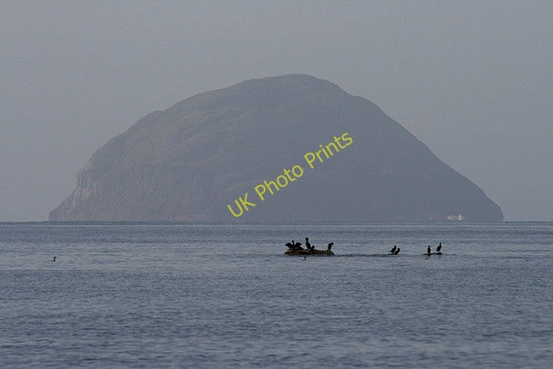 Photo 6"x4" Cormorants in the Firth of Clyde Lendalfoot c2009