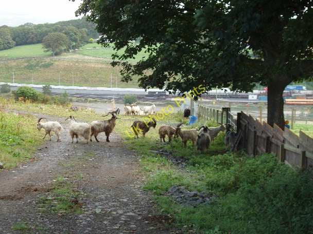 Photo 6"x4" Wild goats in Waterford city Waterford\/S5911 c2009