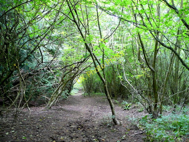 Photo 6"x4" Path through Highmeadow Woods Staunton\/SO5512 c2009