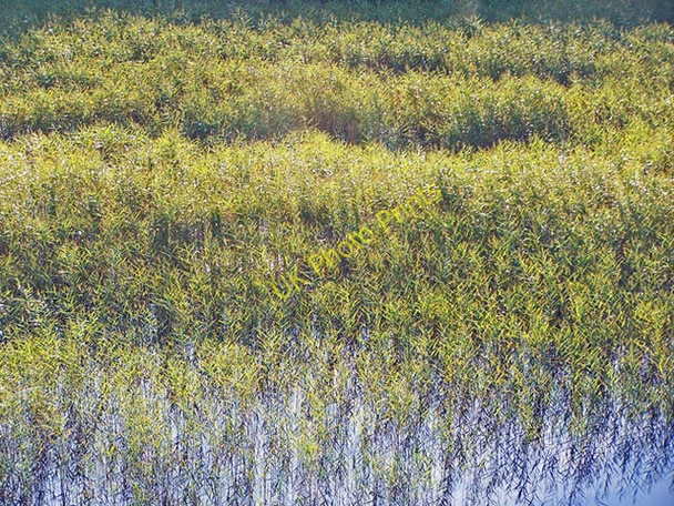 Photo 6"x4" Reeds in Loch Dunvegan Colbost c2009