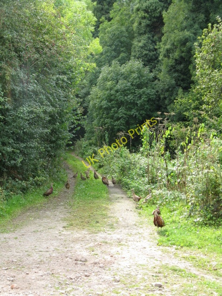 Photo 6"x4" Birds On The Way To Hell Hole Sapey Common c2009