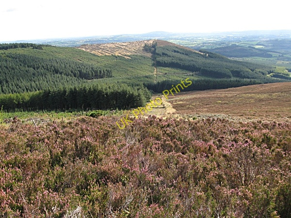 Photo 6"x4" Forest and Heathland Saint Mullin's c2009