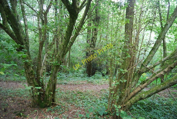 Photo 6"x4" Coppiced trees, Toll Wood Langton Green\/TQ5439 c2009