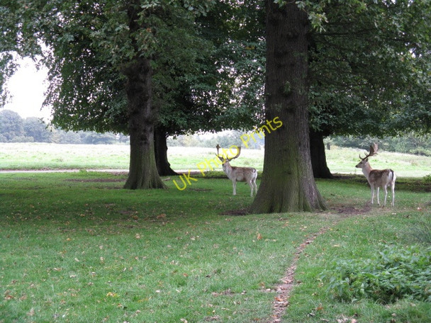 Photo 6"x4" Deer At Tatton Old Hall Tatton Dale c2009