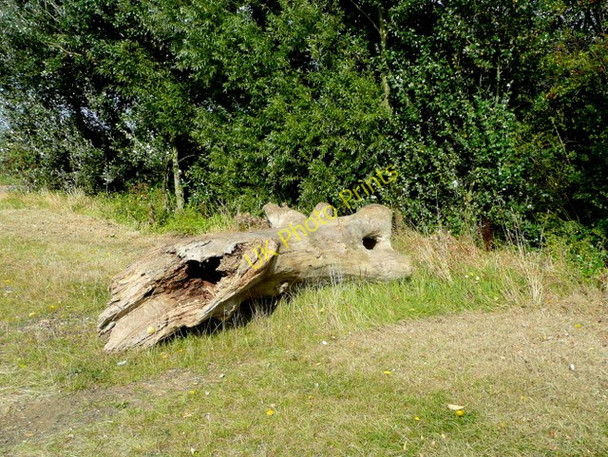 Photo 6"x4" Log by a footpath Aston Cross c2009