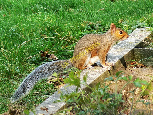 Photo 6"x4" Grey squirrel, Radnor Street cemetery, Swindon Swindon\/SU1685 c2009