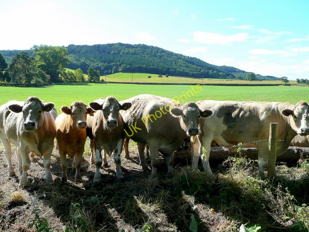 Photo 6"x4" Cattle and Penyard Ross-on-Wye c2009
