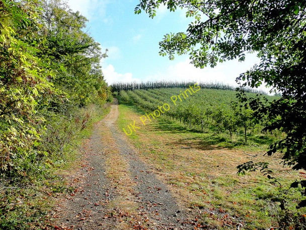 Photo 6"x4" Orchard on Aston Hill Hinton Cross c2009