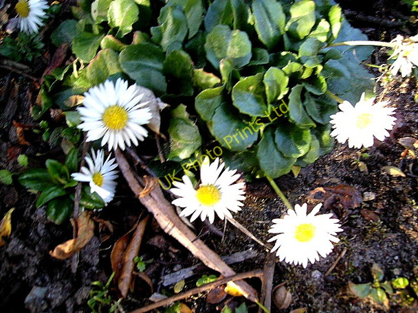 Photo 6"x4" Daisy  in February Buckie\/NJ4165 c2008