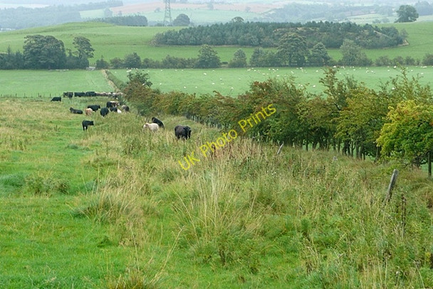 Photo 6"x4" Cattle north of Fawdon Fawdon\/NU0315 c2009