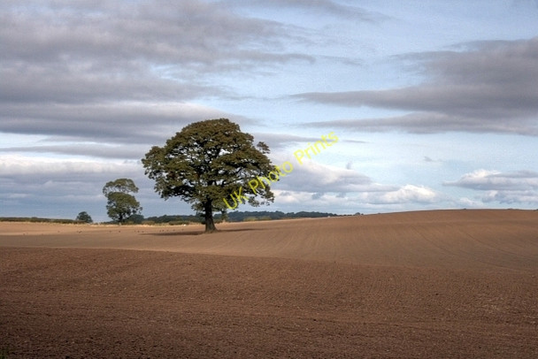 Photo 6"x4" Tree in Field, Near Easby Easby\/NZ5708 c2009