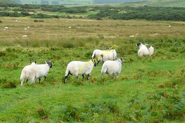 Photo 6"x4" Sheep below Old Fawdon Hill Eslington Park c2009