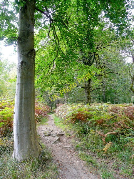 Photo 6"x4" Forest path Worrall Hill c2009