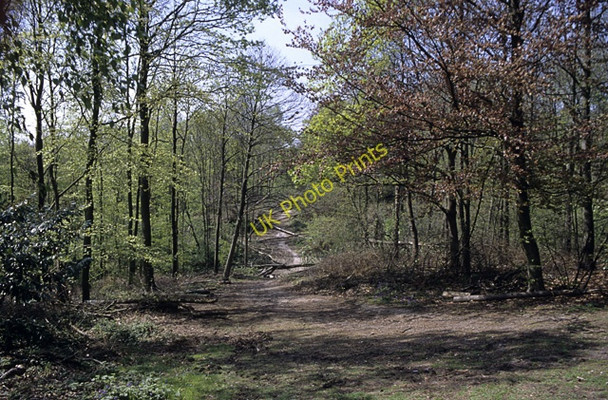 Photo 6"x4" Ride with windthrow, Thorndon Park, Essex Brentwood c1990