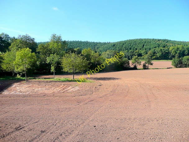 Photo 6"x4" View to Hope Wood 1 Longhope\/SO6818 c2009