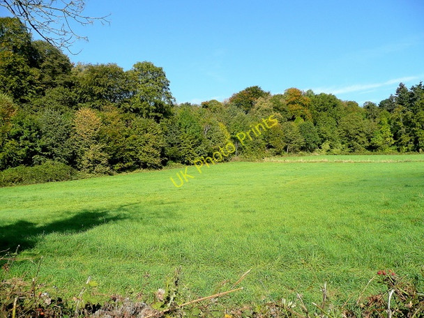 Photo 6"x4" Edge of Blaisdon Wood Blaisdon c2009