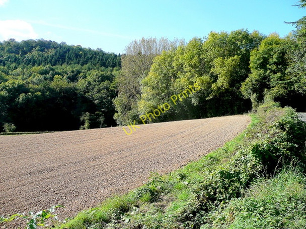 Photo 6"x4" View to Mugglewort Wood Blaisdon c2009