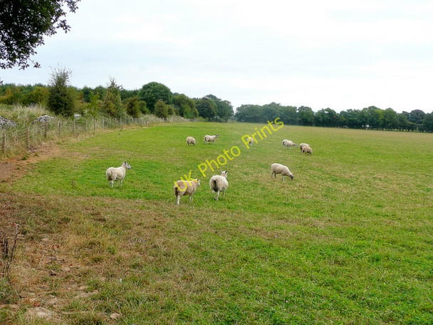 Photo 6"x4" Cotswold pasture Stow-on-the-Wold c2009