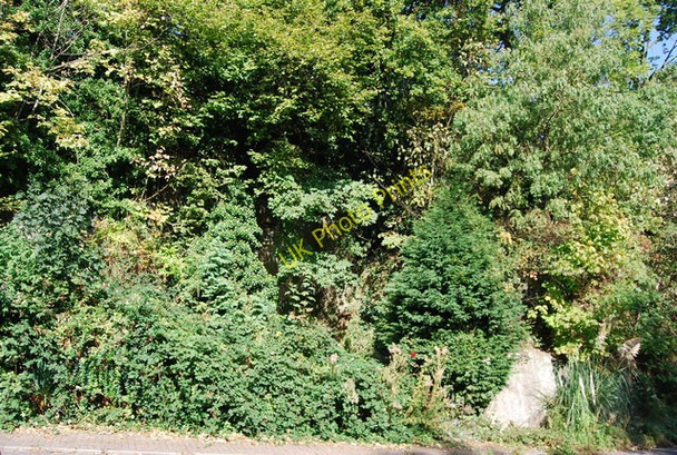 Photo 6"x4" Wildlife Garden, All Saint's Rise Royal Tunbridge Wells c2009