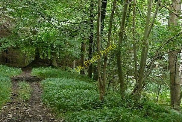 Photo 6"x4" Path in Cawledge Woods Alnwick c2009