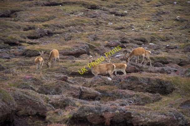 Photo 6"x4" Red Deer herd at Cnoc a'Chotain Mangurstadh c2009