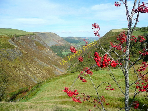 Photo 6"x4" Rowan and Dylife Gorge Dylife c2009