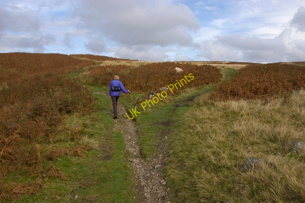 Photo 6"x4" Path junction near Birk Rigg Plantation Green Quarter c2009