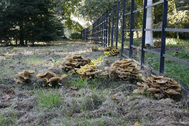 Photo 6"x4" Fungi at Batsford Arboretum Batsford c2009