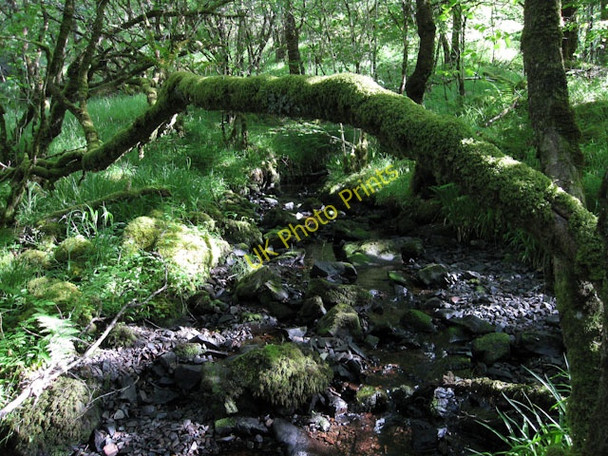 Photo 6"x4" Stream through the woodland Ichrachan c2009