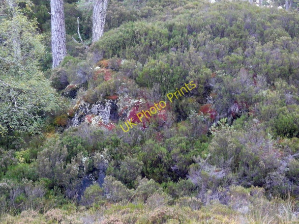 Photo 6"x4" Heathers, mosses and lichens, Glen Strathfarrar. Loch an A\u00ecridh Fhraoich c2009