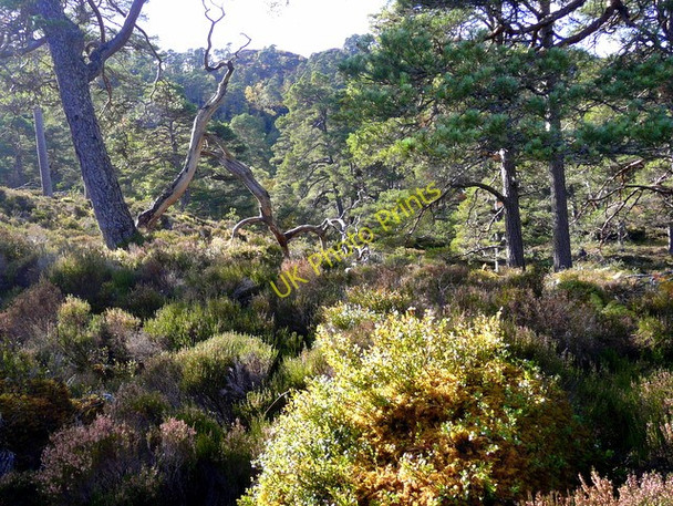 Photo 6"x4" Woodland in Glen Strathfarrar. Coille an Ath c2009