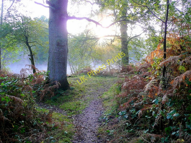 Photo 6"x4" Approaching Cannop Lower Pond Cannop c2009