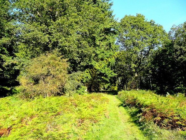 Photo 6"x4" Forest path 1 Edge End\/SO5913 c2009