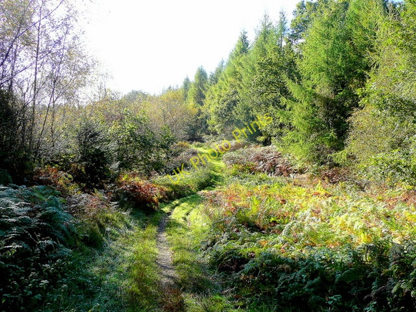 Photo 6"x4" Forest path 2 Edge End\/SO5913 c2009