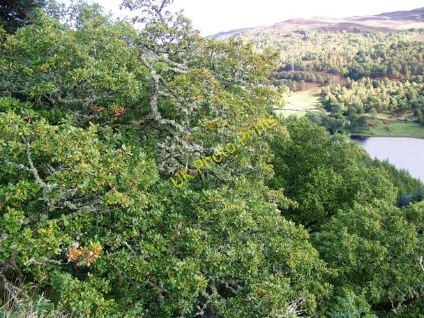 Photo 6"x4" Oak trees above the Tummel Netherton\/NN8659 c2009