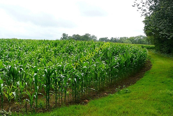 Photo 6"x4" Corn crop near Waterman's Farm North End\/SU4063 c2009