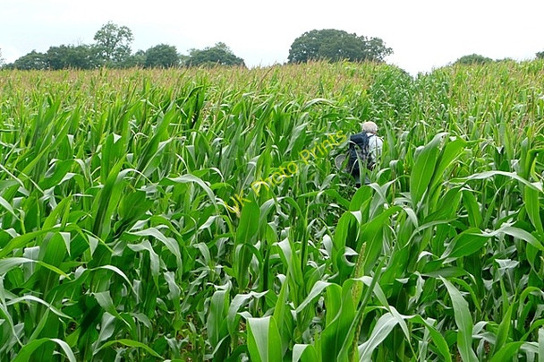 Photo 6"x4" Through the crop North End\/SU4063 c2009