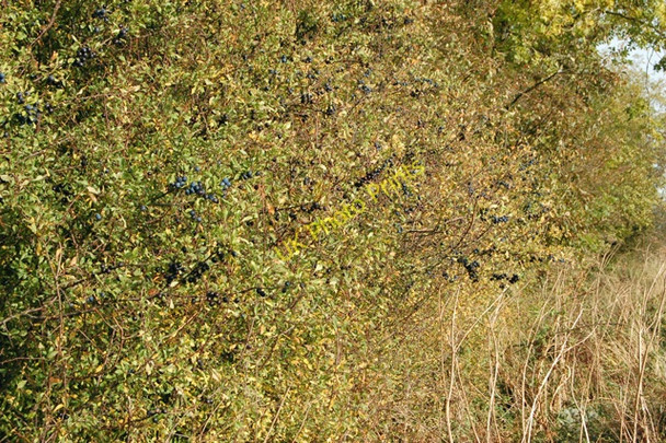 Photo 6"x4" Sloes in a hedgerow near Upper Shuckburgh Lower Shuckburgh c2009