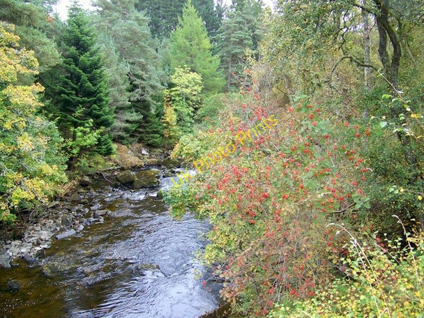 Photo 6"x4" Mountain ash beside Black Water Middleton of Dalrulzian c2009