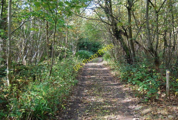 Photo 6"x4" Path through the woods Stocks Green c2009