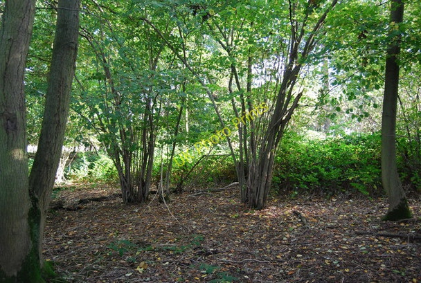 Photo 6"x4" Coppiced trees, Home Covert Stocks Green c2009