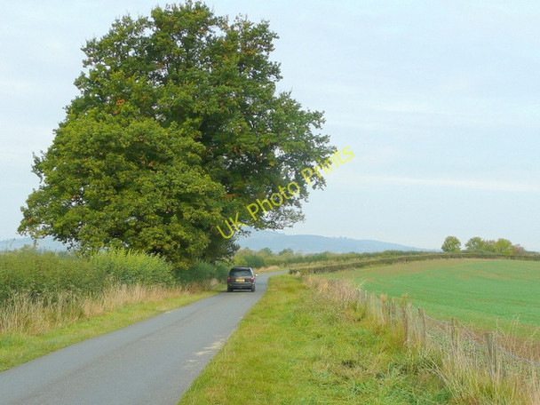 Photo 6"x4" Oak by a lane Wormington c2009