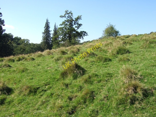 Photo 6"x4" A field in the Deer Park at Dinefwr Park Llandeilo c2009