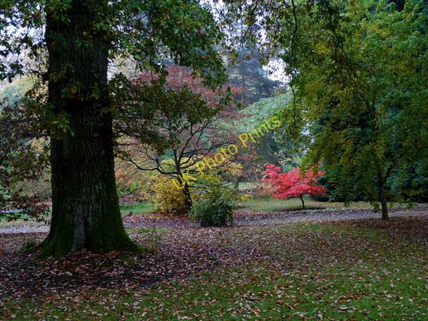 Photo 6"x4" Red Leaves in the Rain, Batsford Arboretum (4) Batsford c2009