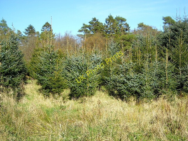 Photo 6"x4" Forest Near Laggan Barrhill\/NX2382 c2009
